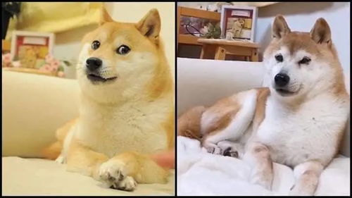Mining Dogecoin in a collaborative environment